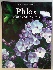 Phlox